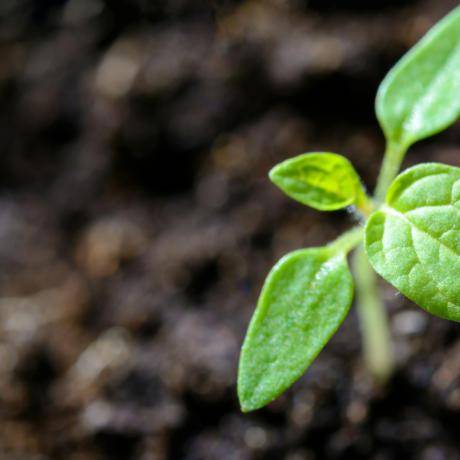 green plant growing through soil