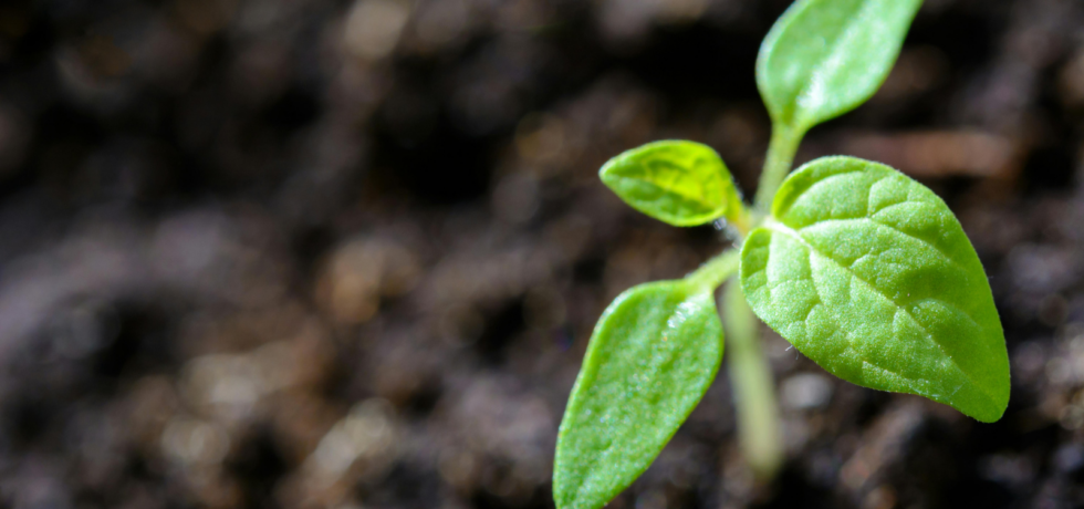 green plant growing through soil