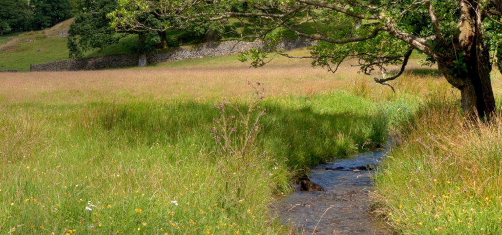 hill tree and river