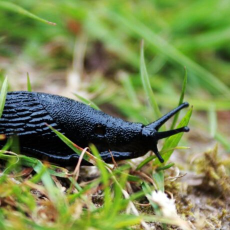 Image of a black slug moving through grass