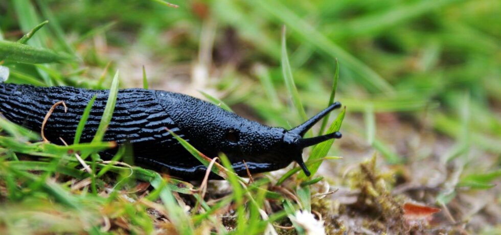 Image of a black slug moving through grass