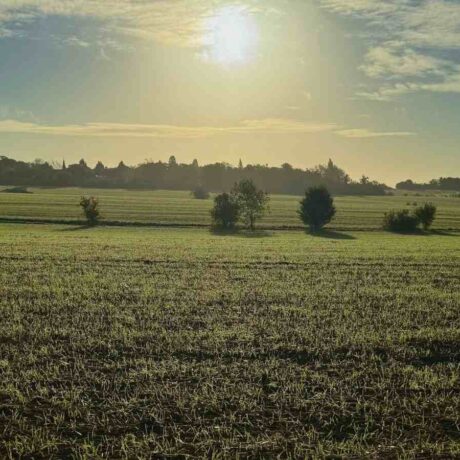 Autumn agricultural field with trees in the background, sunrise in cloudy sky