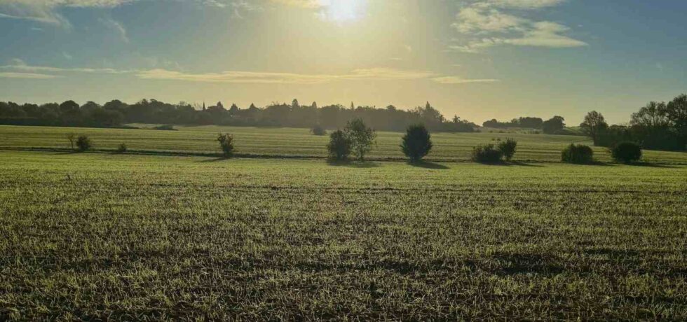 Autumn agricultural field with trees in the background, sunrise in cloudy sky