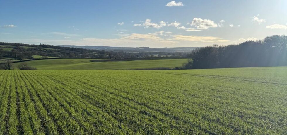 agricultural field with green growth and blue sky