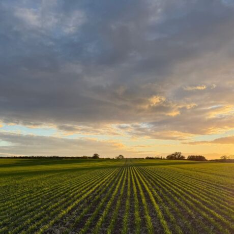 Sunsetting over agricultural field with early tillers
