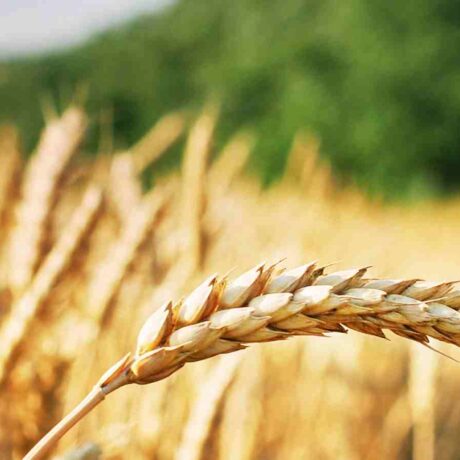 Close up image of wheat crop