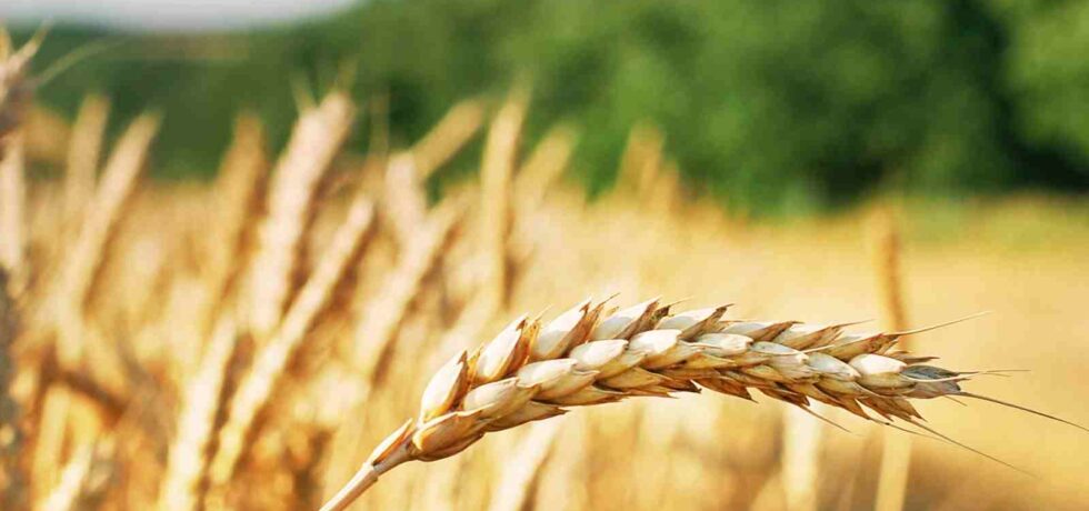 Close up image of wheat crop