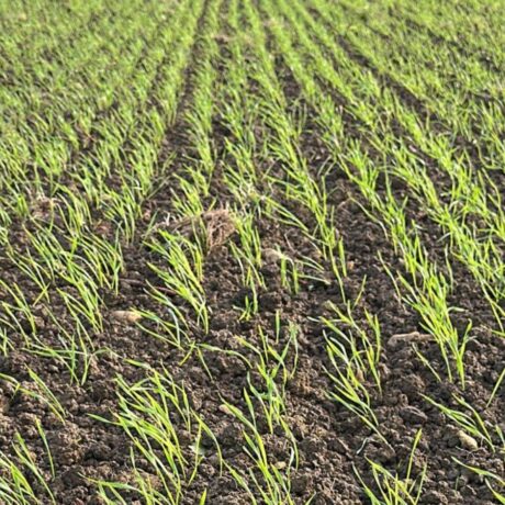 early wheat establishment just above the soil surface