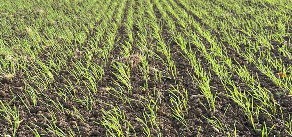 early wheat establishment just above the soil surface