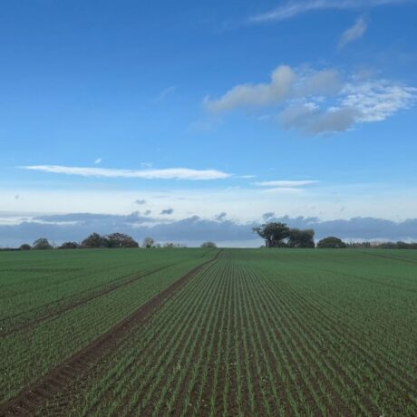 November drilled field with early wheat crop growth and bright blue sky