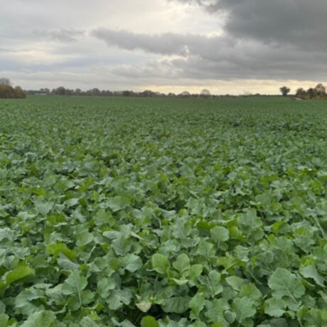 Agricultural field of oilseed rape