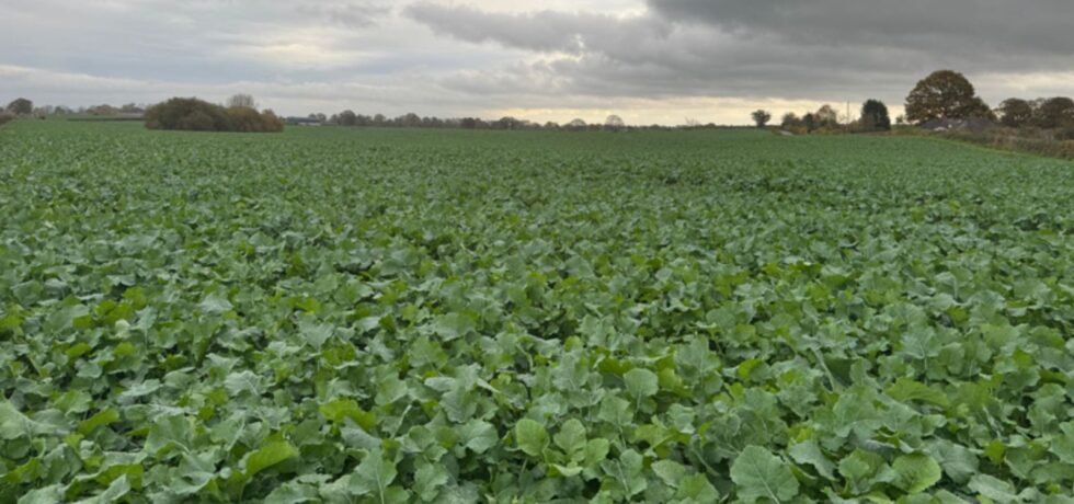 Agricultural field of oilseed rape