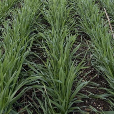 Image of wheat establishment above the soil surface