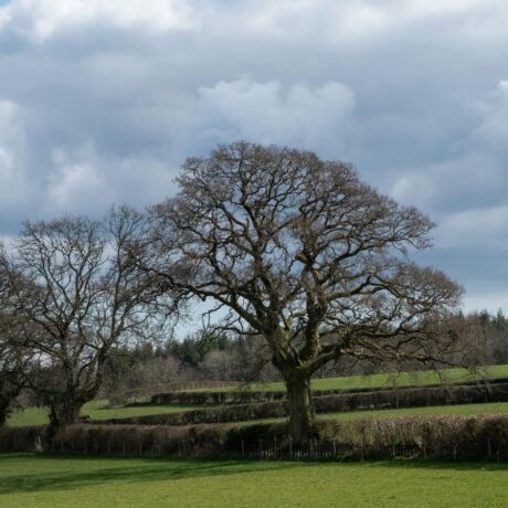 agricultural landscape with tree in centre
