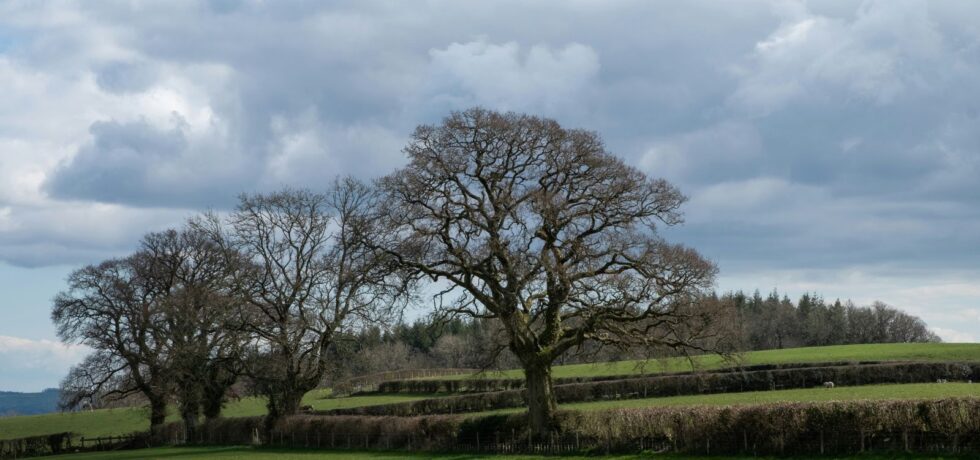 agricultural landscape with tree in centre
