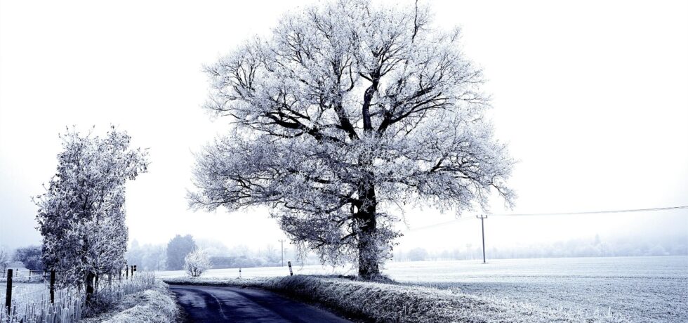 Snowy tree surrounded by snowy agricultural fields