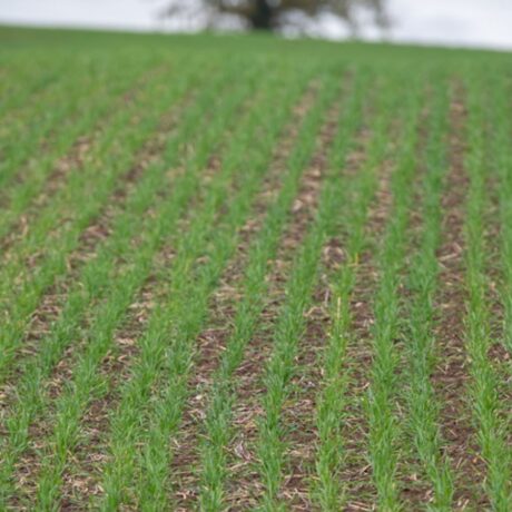 Rows of early wheat crop