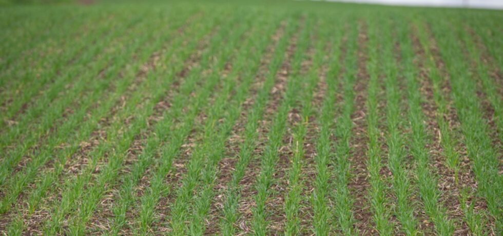 Rows of early wheat crop