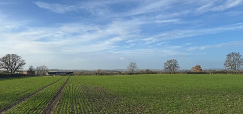 blue skies and emerging wheat crop