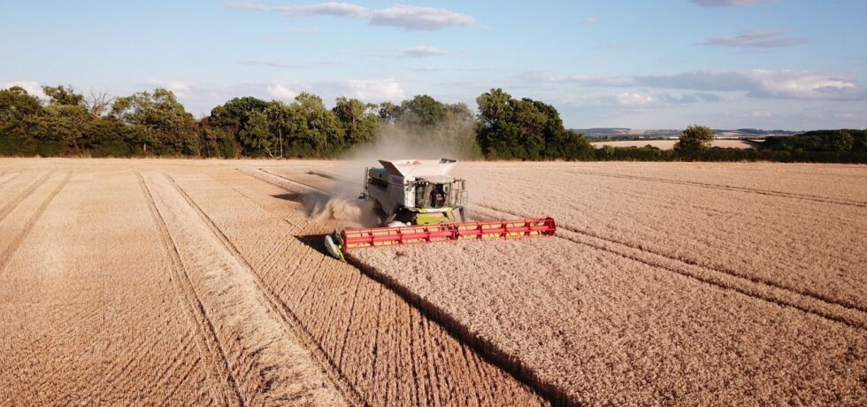 Harvester in the middle of a wheat field
