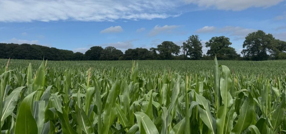 maize field with blue skies