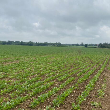 sugarbeet field, early establishment with grey skies