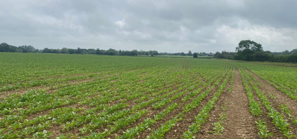 sugarbeet field, early establishment with grey skies