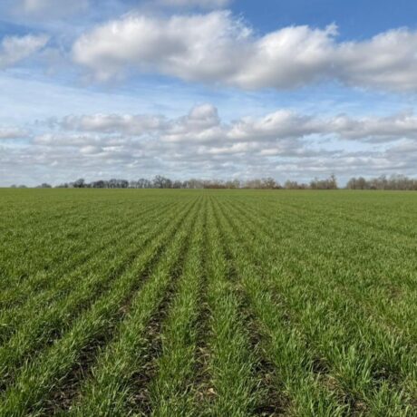 wheat establishment and blue skies