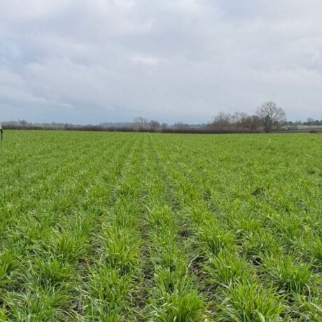 Rows of wheat in a field with grey skies