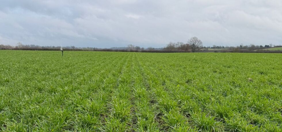 Rows of wheat in a field with grey skies