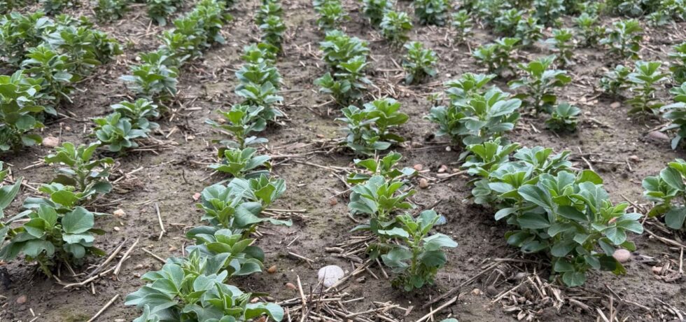Winter bean rows in field after early establishment
