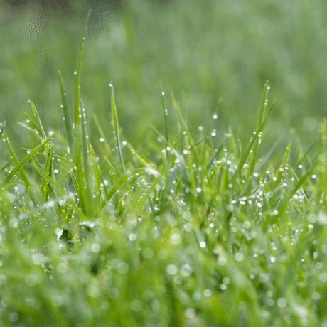 Image of wet grass
