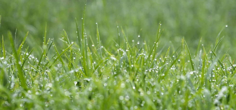 Image of wet grass