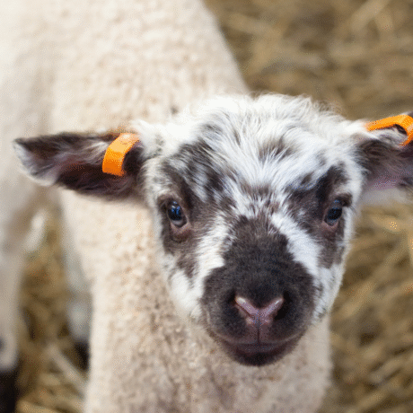 Image of a lamb