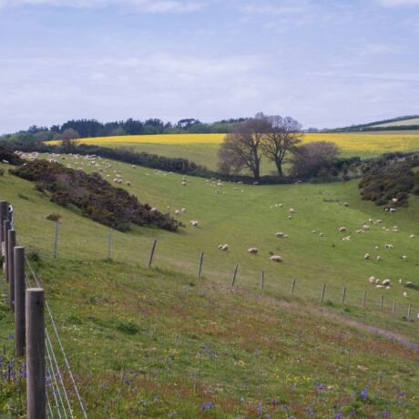 hilly landscape with sheep and oilseed rape