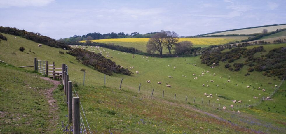 hilly landscape with sheep and oilseed rape