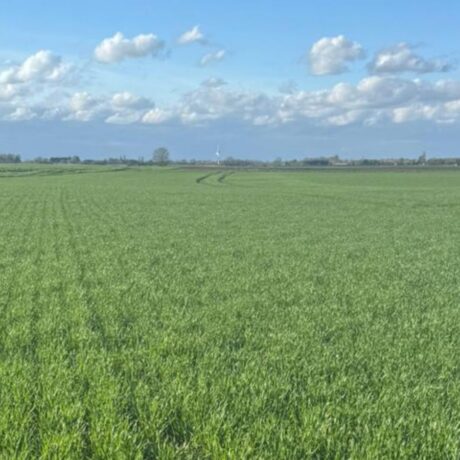 crop of wheat with blue skies and white fluffy clouds