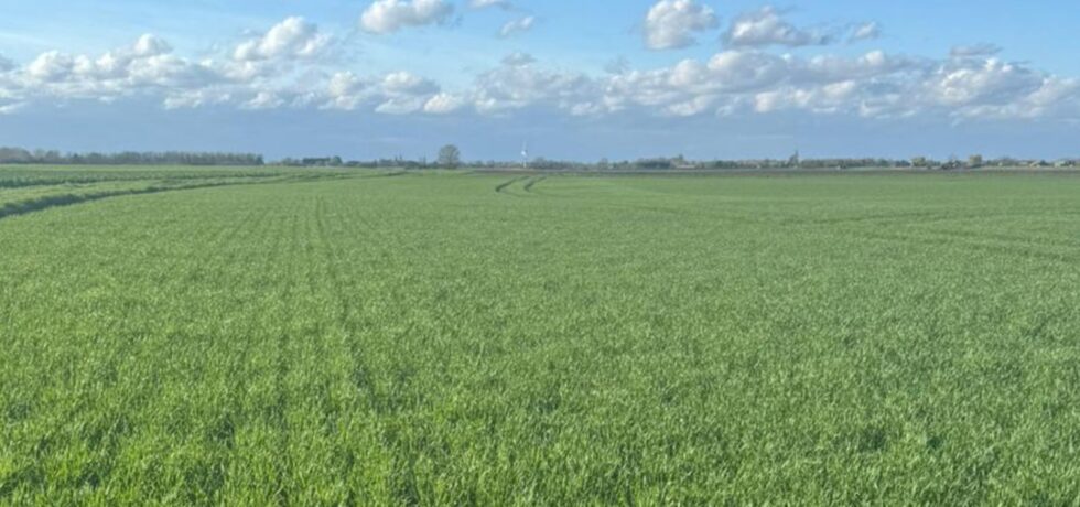 crop of wheat with blue skies and white fluffy clouds