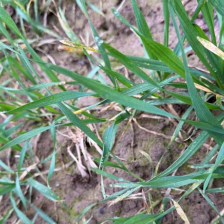 yellow rust on wheat leaves