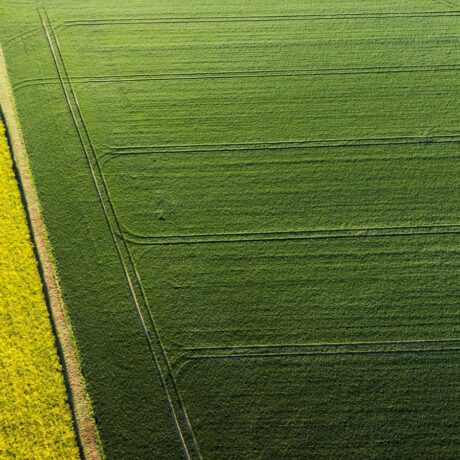 Birds eye view of OSR and wheat fields next to each other