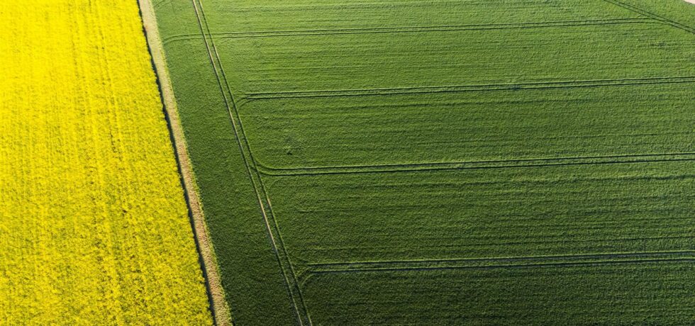 Birds eye view of OSR and wheat fields next to each other