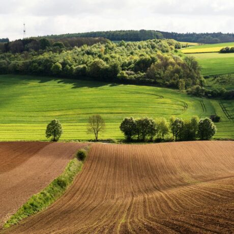 arable fields in spring
