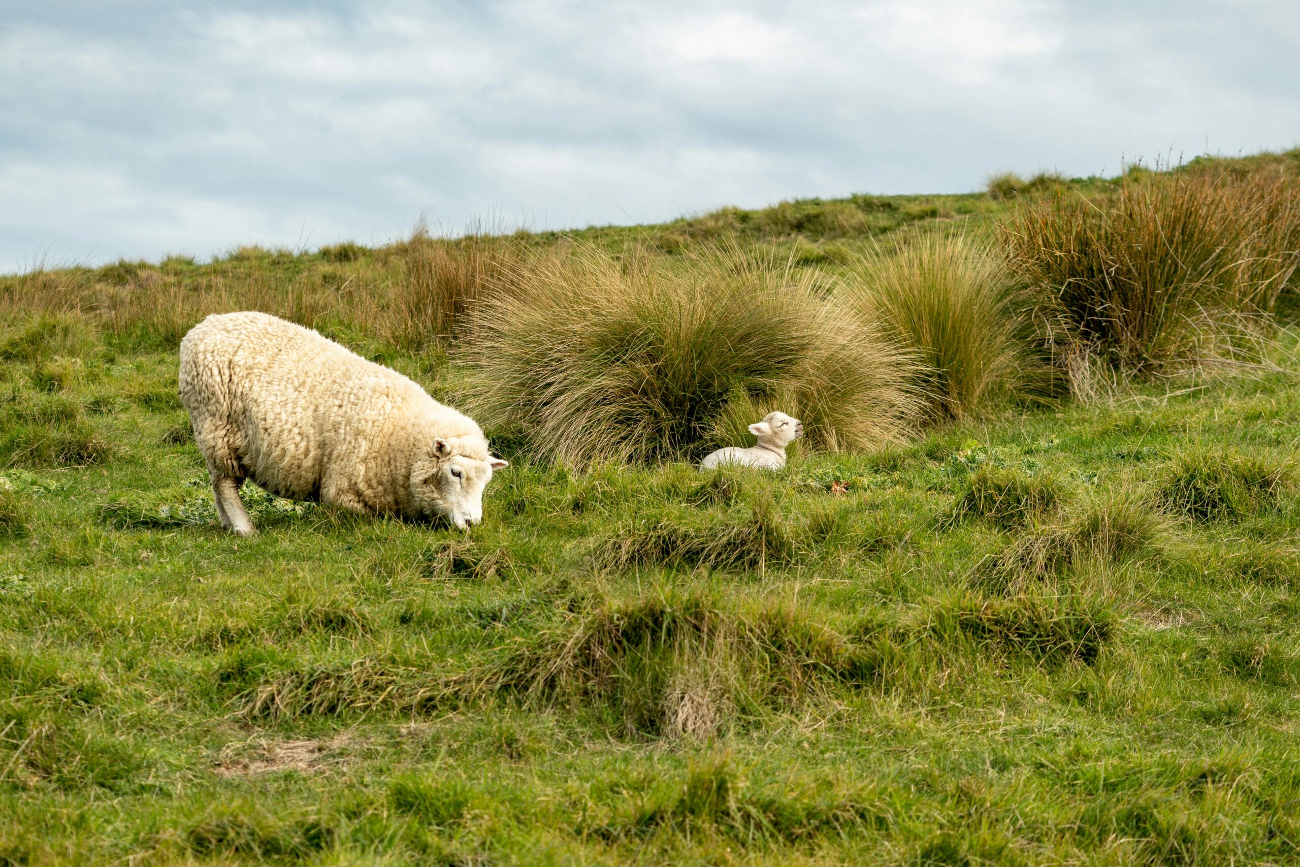 Sheep and lamb grazing in field