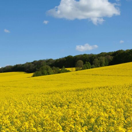 Oilseed rape fields in flowering