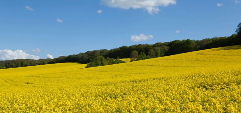 Oilseed rape fields in flowering