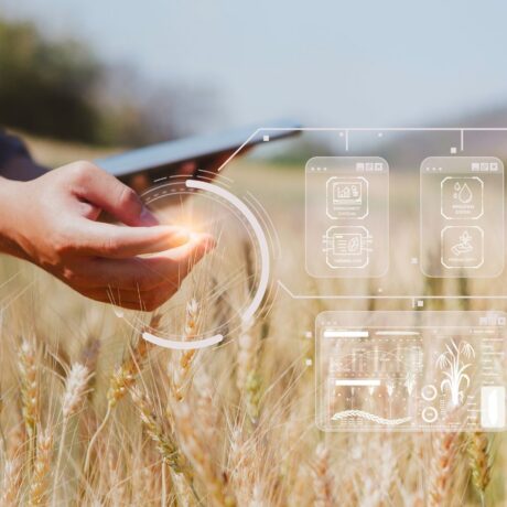 Wheat field with overlay of agricultural data at fingertips