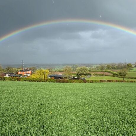 Wheat field with full rainbow in the sky above