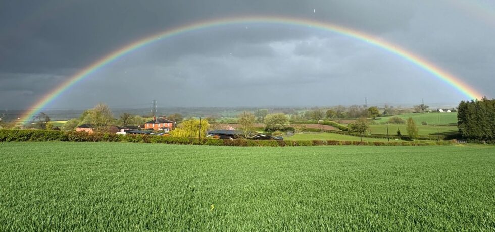 Wheat field with full rainbow in the sky above