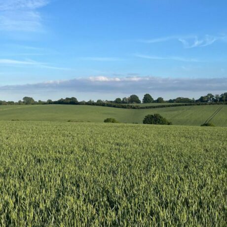 wheat fields and blue skies