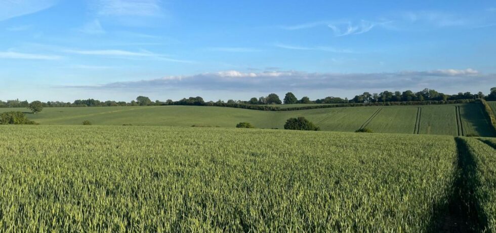 wheat fields and blue skies